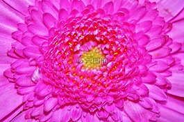 花,非洲菊,粉紅色