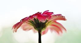 太陽(yáng)翼,花,粉紅色