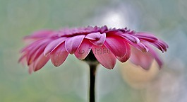 太陽(yáng)翼,花,粉紅色