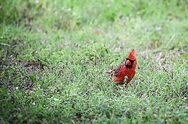 紅衣主教,動物,鳥