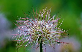 铁线莲 vitalba,豆荚,软