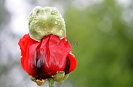 花,植物,開花