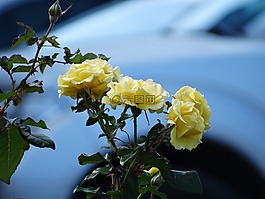 鮮花,玫瑰,黃色
