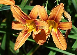 黃花菜雙,百合,橙色