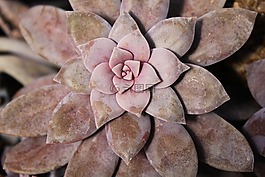 花,石,玫瑰