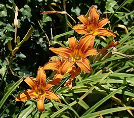 黃花菜四方,百合,橙色