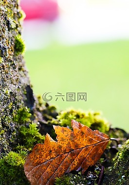 葉,樹,自然