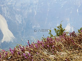 粉紅色的花,稻草,山