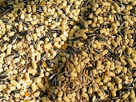 鳥食物,模式,回到地面