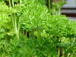 中藥,夏天,自然