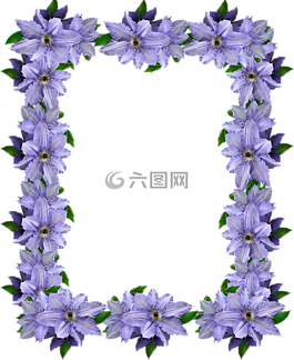幀,紫紅,鐵線蓮