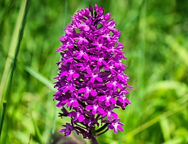蘭花,花,野生蘭花