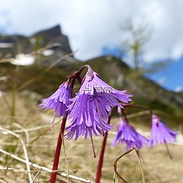 花,宏,性質(zhì)