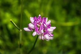花,開花,白