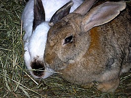 兔,動物,性質(zhì)