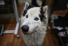 狗,可愛(ài),白