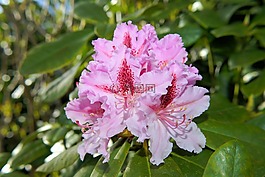 鲜花,杜鹃,布什