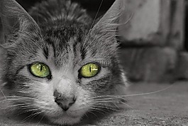 猫,弗利纳,宠物