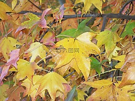 葉子,楓,秋