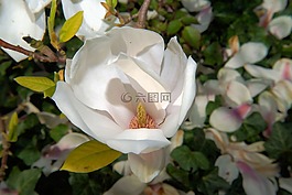 郁金香 玉蘭,開花,白