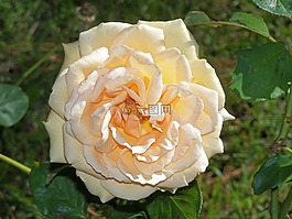 玫瑰,黃色,花