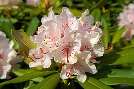 鲜花,杜鹃,布什