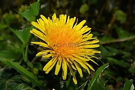 開花,蒲公英,黃色