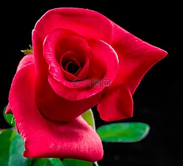 玫瑰,紅玫瑰,花
