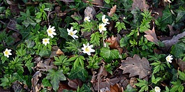 木海葵,海葵 nemorosa,hahnenfußgewächs