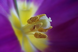 花,廠,開花