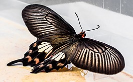 蝴蝶,昆蟲(chóng)