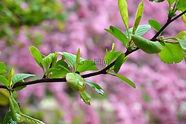 春天,兰大,绿芽