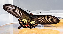 蝴蝶,昆蟲