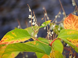 性質,小花,秋天樹葉