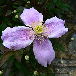 花,宏,花園