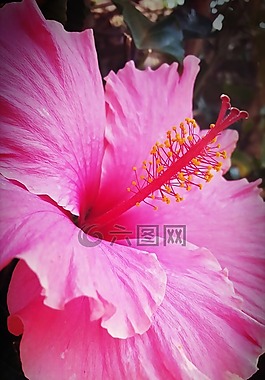 槿,花,粉紅色