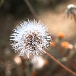 花,廠,性質(zhì)