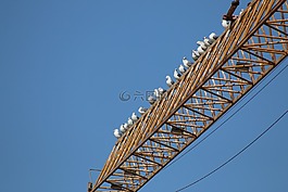 起重機(jī),工程,海鷗