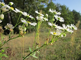 燈盞,雛菊,野花