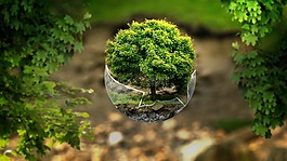 森林,树,神秘