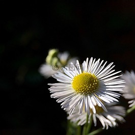 花,開(kāi)花,廠(chǎng)