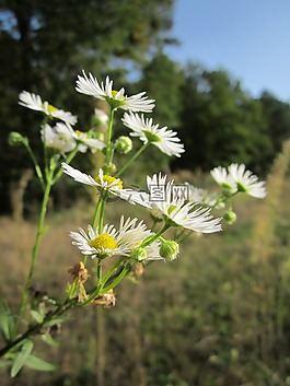 燈盞,雛菊,野花