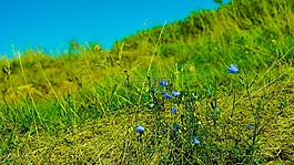 綠色,自然,鮮花