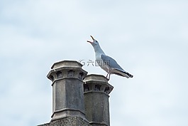 海鷗,鳥,白