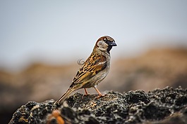 麻雀,野生動物,自然