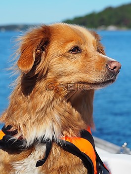 狗,船,獵犬