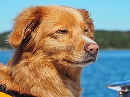 狗,夏天,水