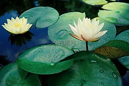 荷花,池塘,荷叶