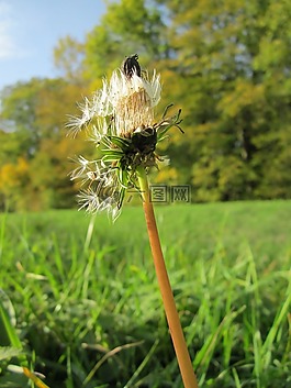 蒲公英教派 ruderalia,蒲公英,野花
