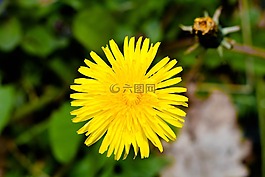 蒲公英,黃色,花